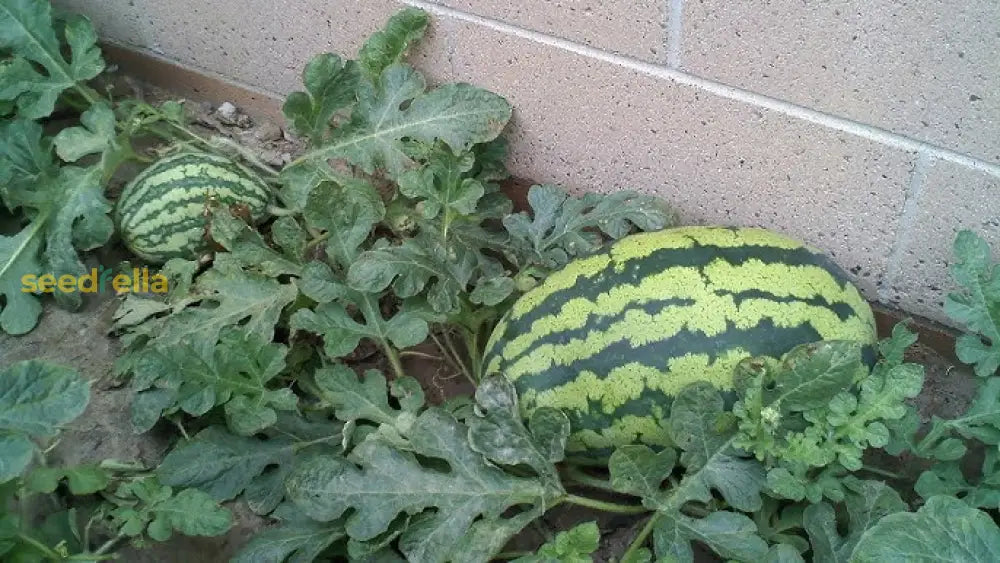 Citrullus Lanatus Rattlesnake Watermelon Seeds for Home Garden
