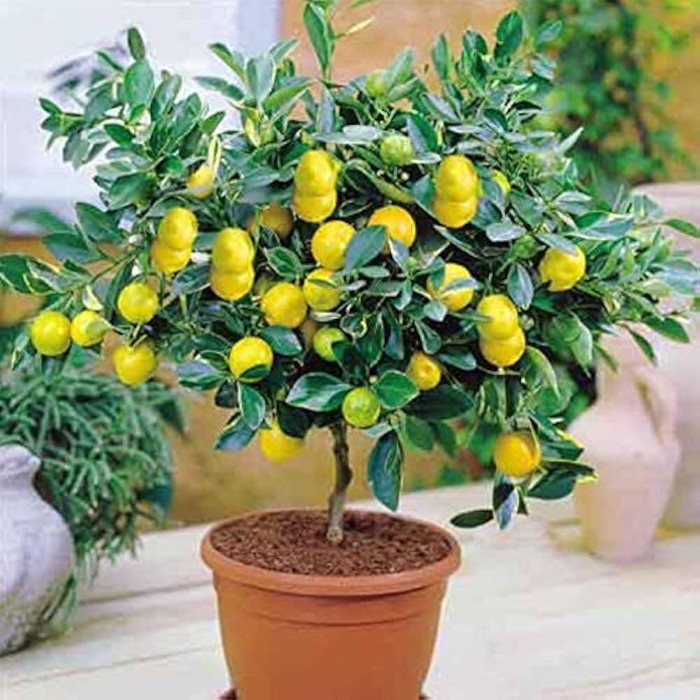 Citrus limon lemon tree seeds producing yellow fruits and white flowers