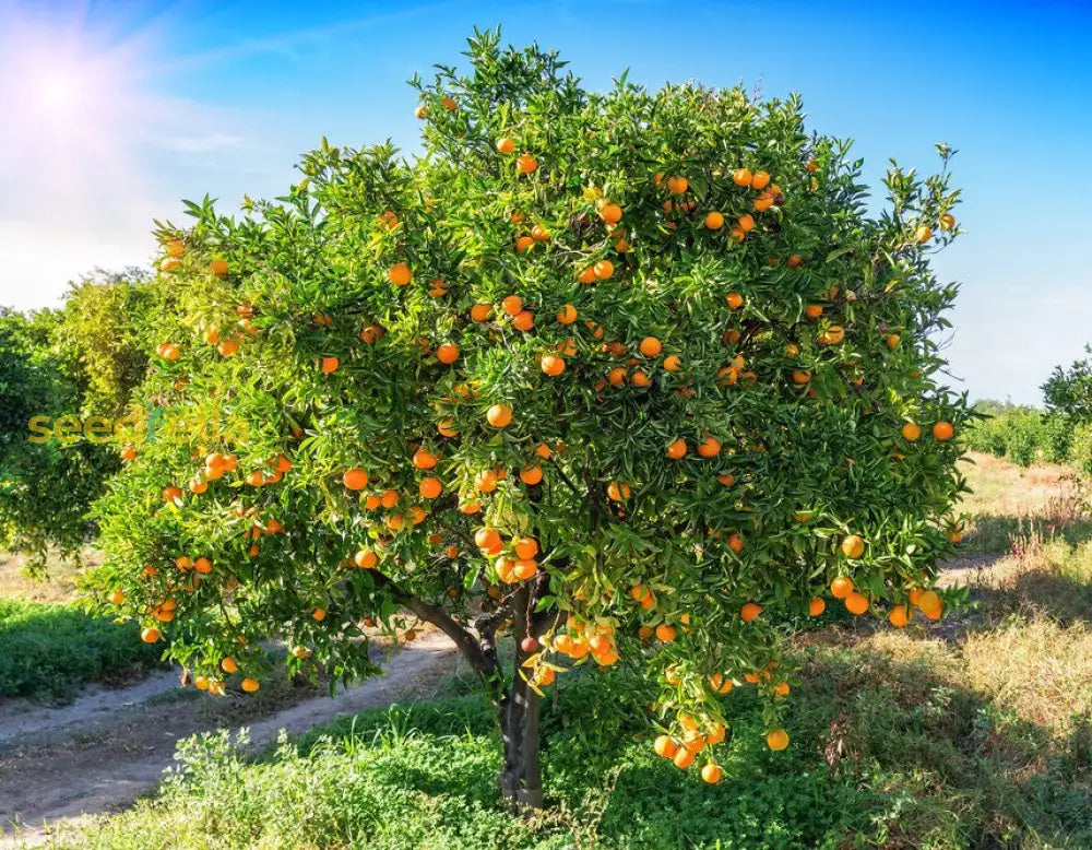 Citrus Seedlings Growing from Orange Seeds