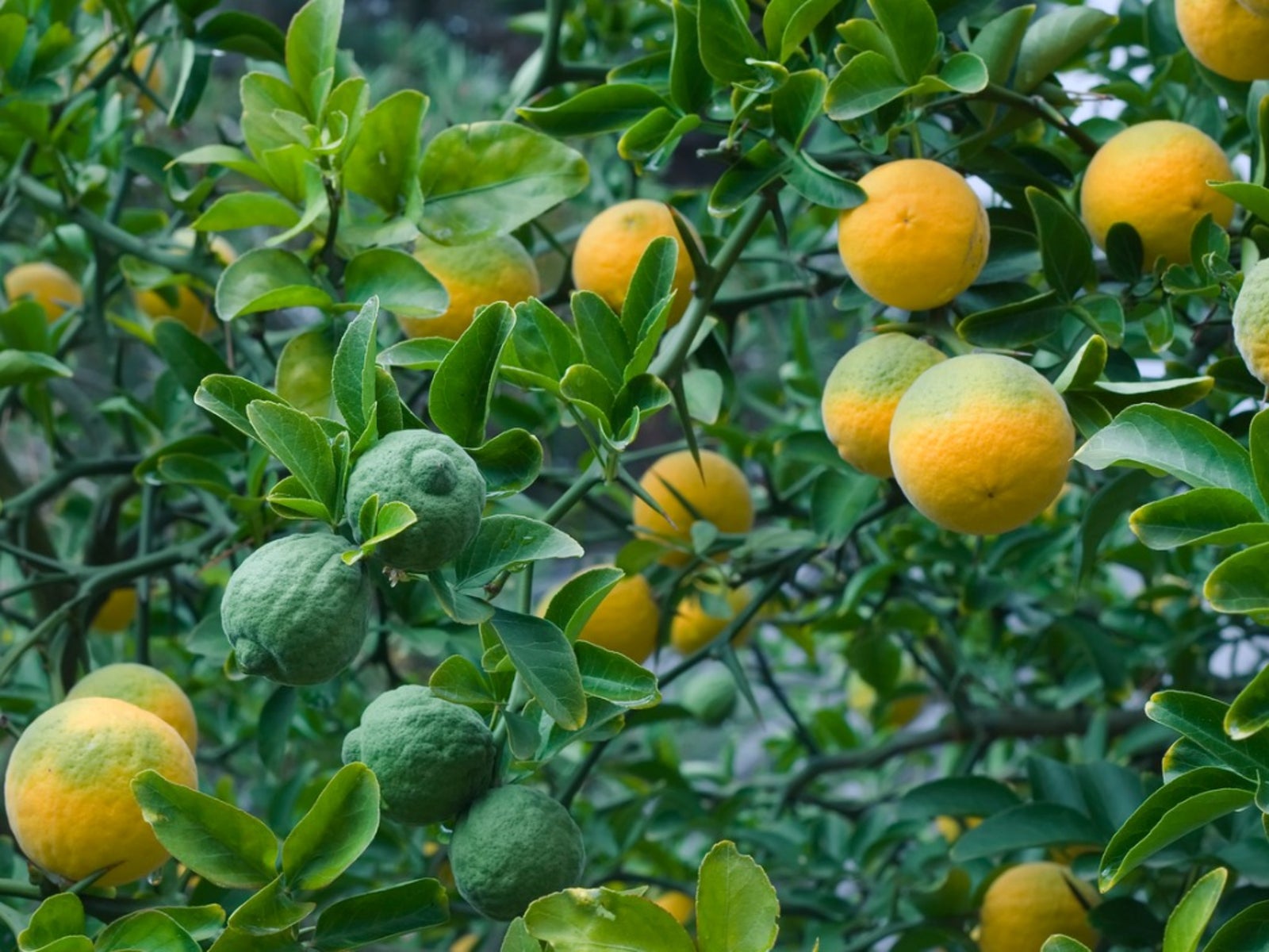Citrus trifoliata Seeds – Hardy Orange Non-GMO Ornamental Fruit Tree