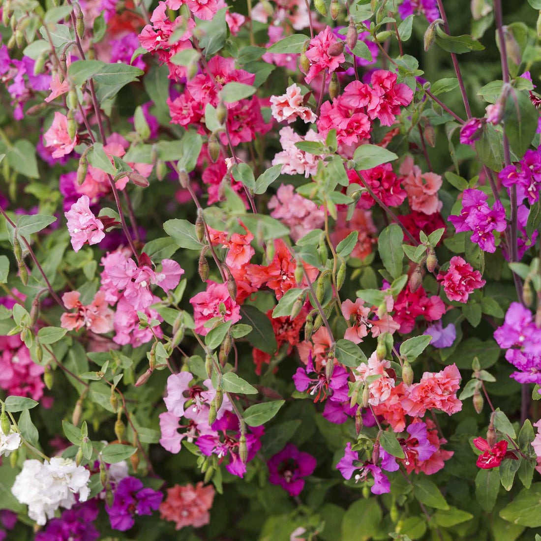 Clarkia Elegans Flower seeds for Planting Pollinator Friendly Heirloom & GMO Free Seeds for Home Garden 
 
 Sale for planting in home garden