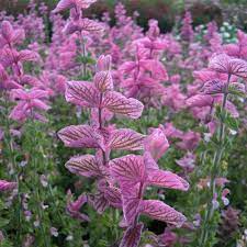 Clary Sage Pink Sundae Growing in Garden with Pink Blooms