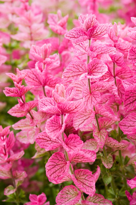 Clary Sage Seeds Pink Sundae Salvia viridis Horminum Pink Flowers