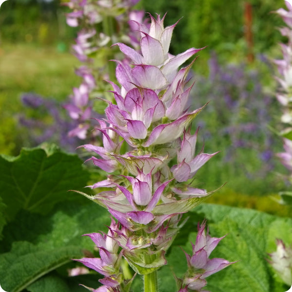 Clary Sage seeds Salvia sclarea pink purple bracts