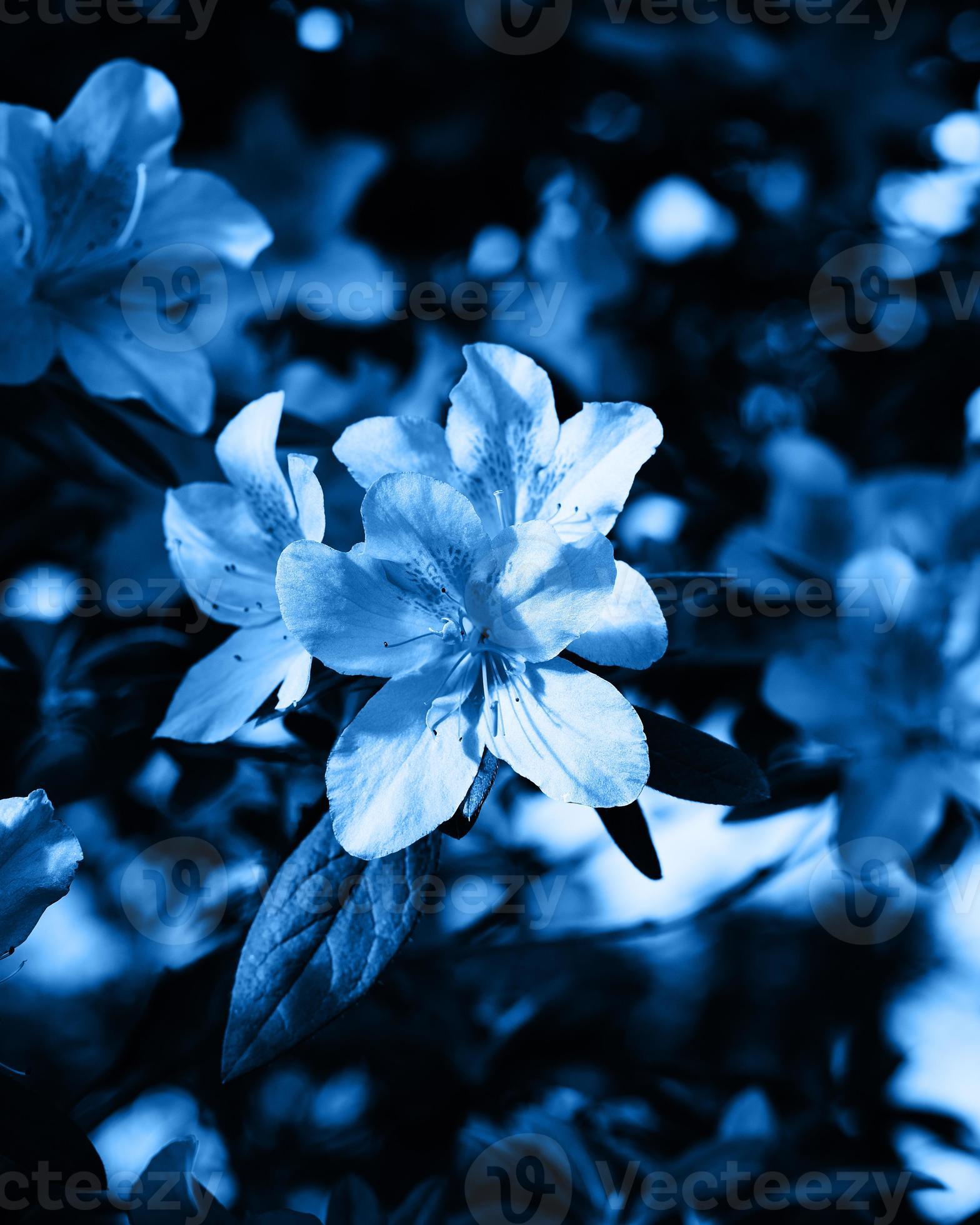 Sky Blue Azalea Seeds For Planting - Bring Stunning Blooms To Your Garden