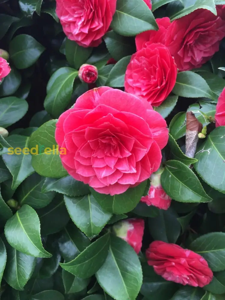 Classic Camellia Flower Seeds For Easy Planting