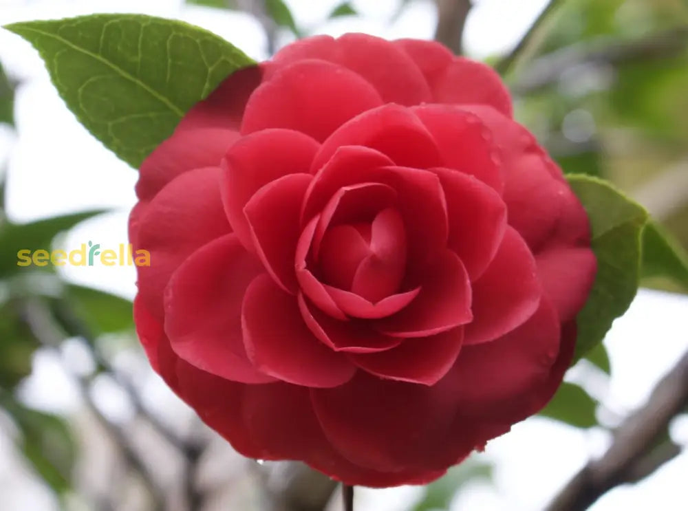 Classic Camellia Flower Seeds For Easy Planting