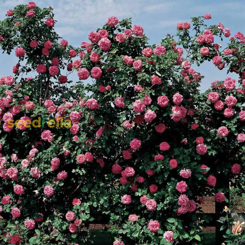 Classic Climbing Rose Seeds For Planting