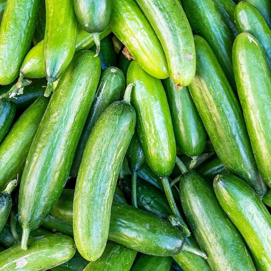 Classic cucumber plants grown from Boston Abbeizen seeds