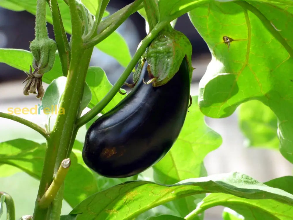 Classic eggplant plants growing in full sun