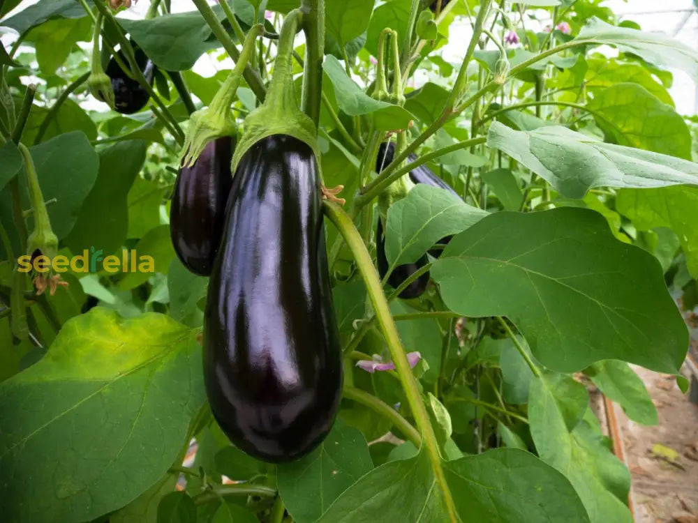 High quality classic eggplant seeds closeup
