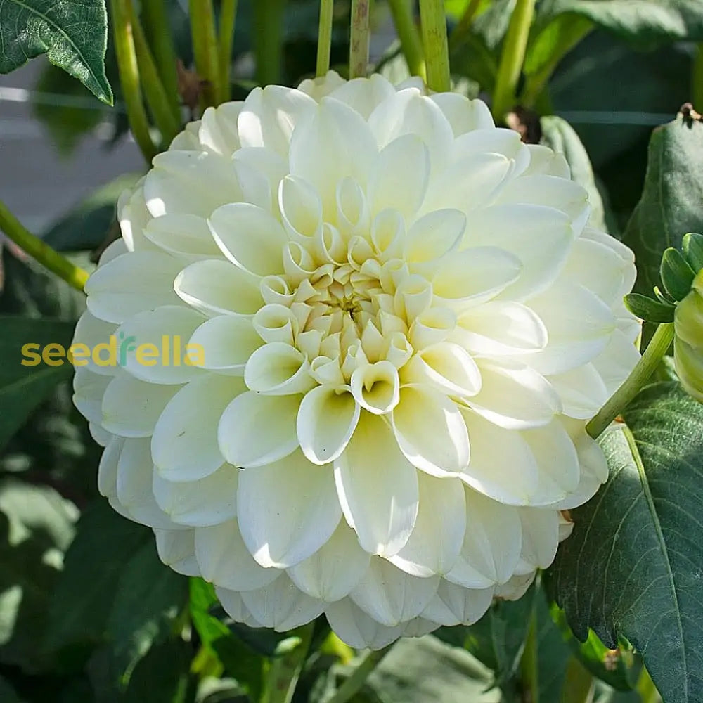 Classic White Dahlia Flower Seeds For Elegant & Timeless Planting