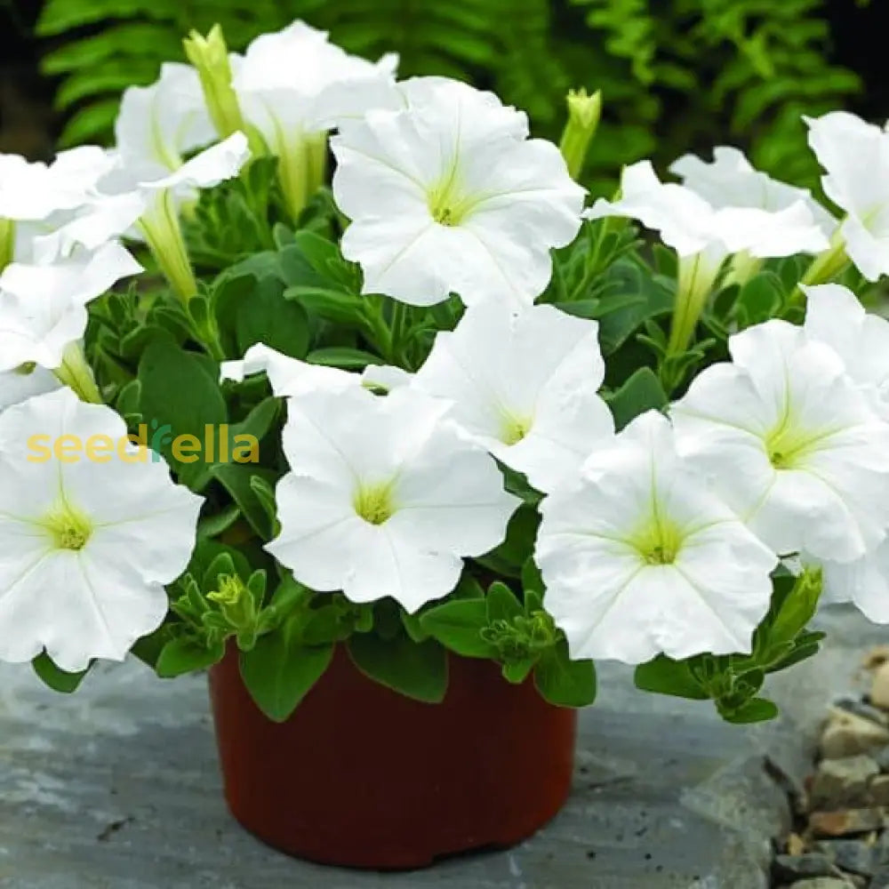 Classic White Petunia Flower Seeds For Elegant & Timeless Planting