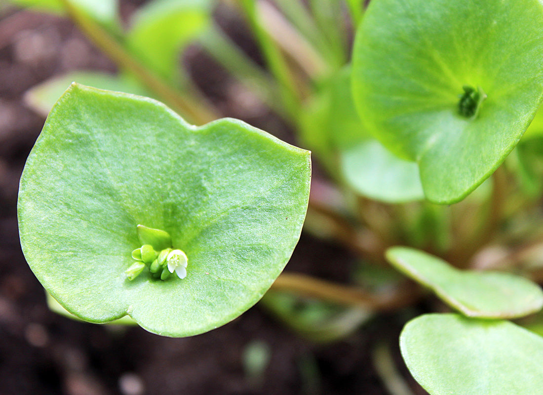 Claytonia perfoliata leafy greens in vegetable patch