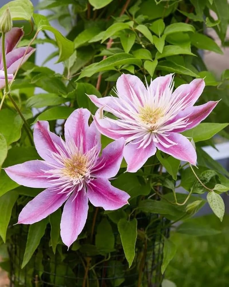 Beautiful Clematis Flowers Blooming on a Trellis