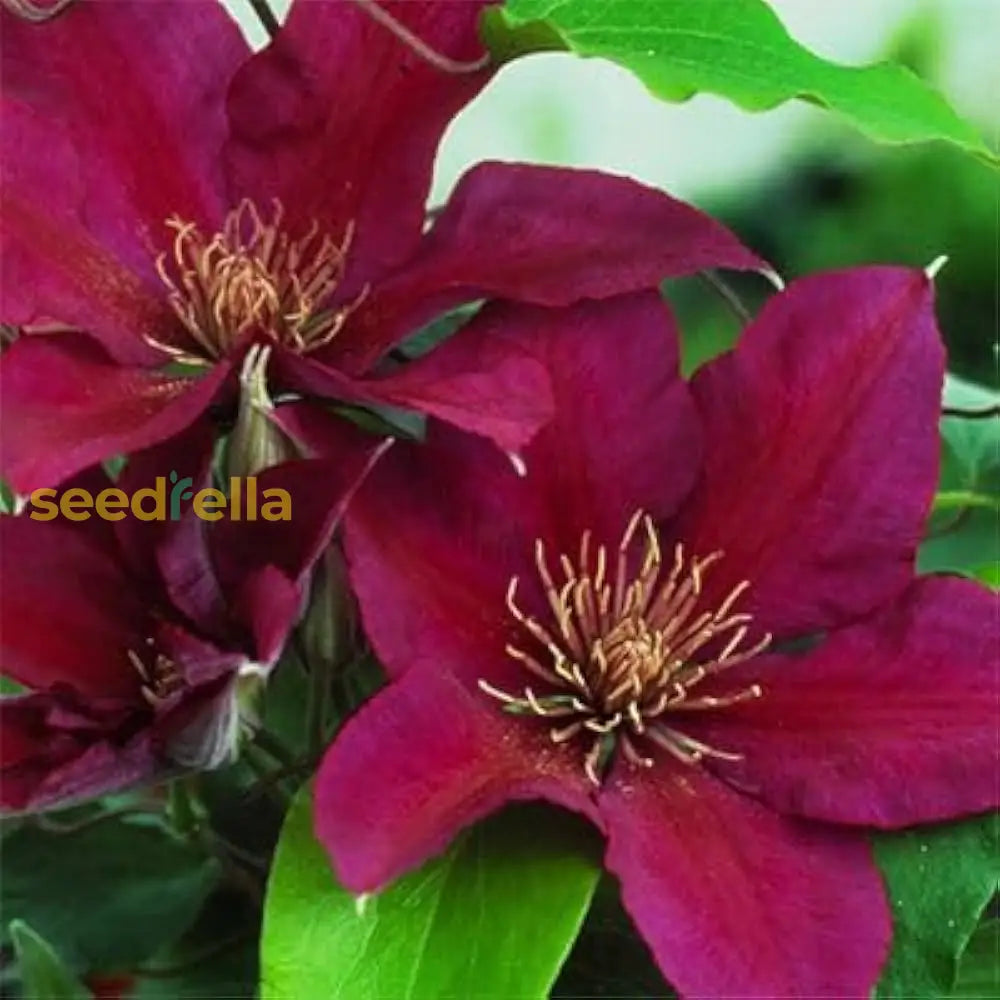 Clematis Flower Seeds For Elegant Garden Planting