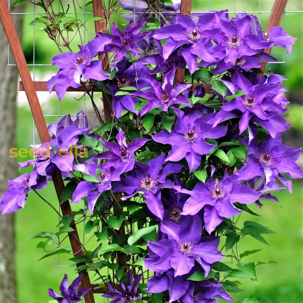 Clematis Flower Seeds For Planting - Climbing Beauty