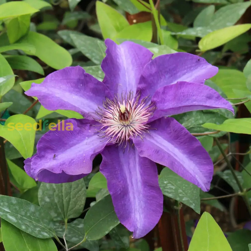 Clematis Flower Seeds For Planting - Climbing Beauty