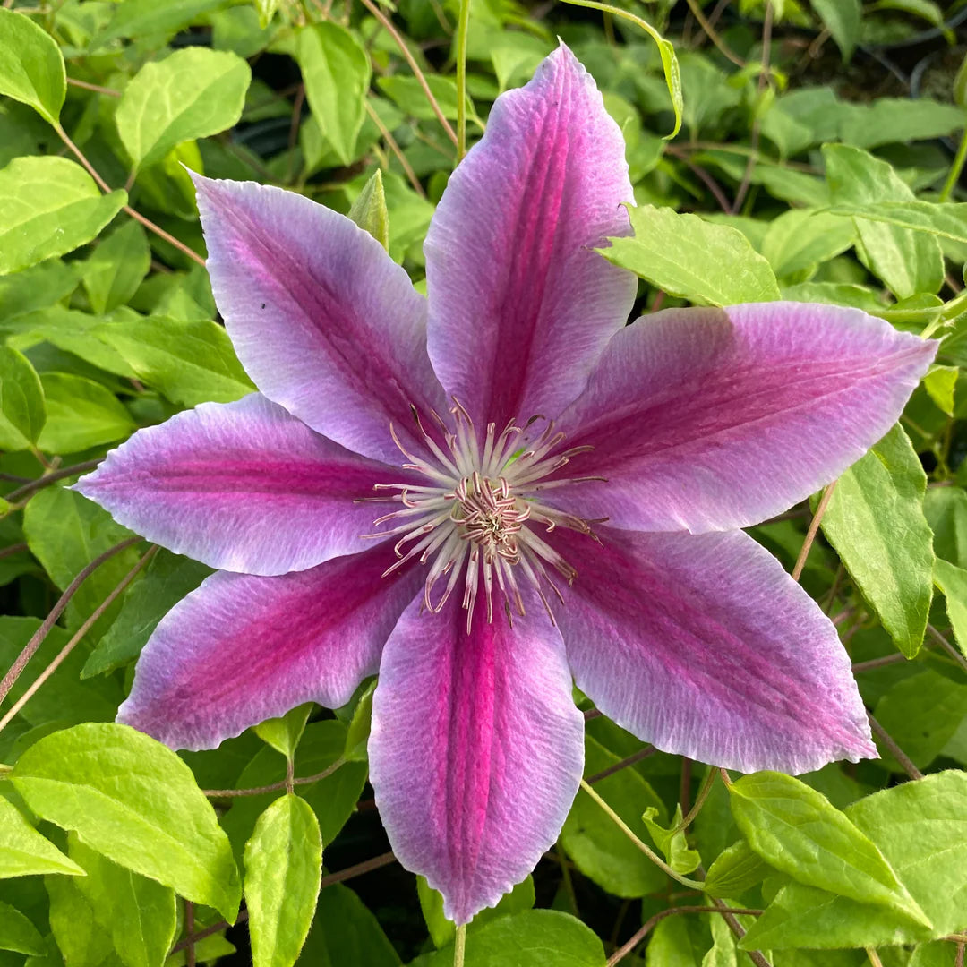 Clematis Flower Seeds for Elegant Garden Planting
