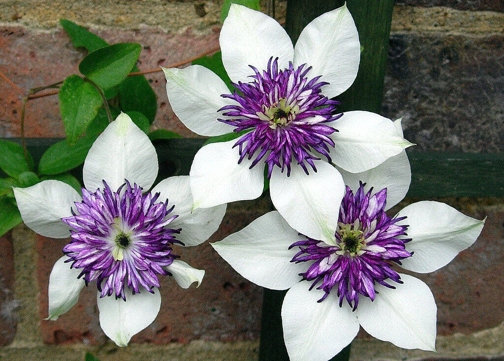 Clematis Flowers Decorating Garden Fence
