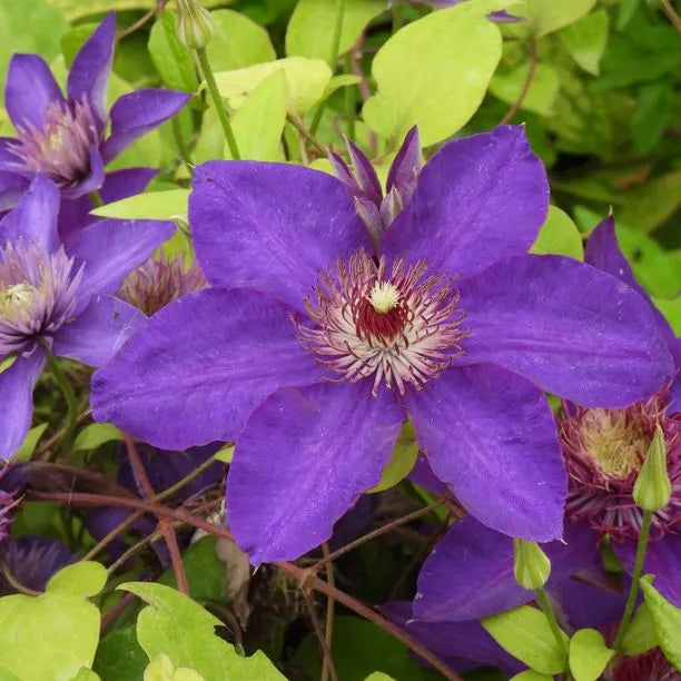 Clematis Vines Growing on Garden Trellis