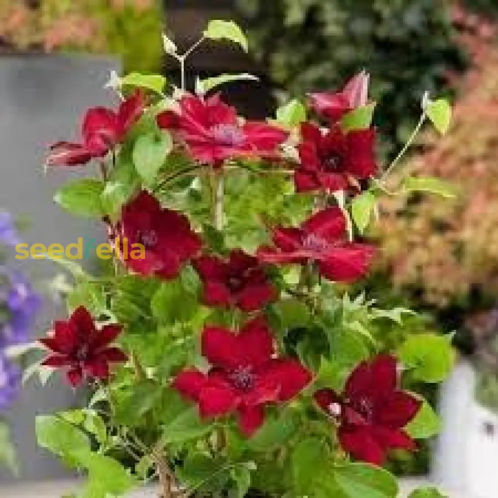 Clematis Red Flower Planting Seeds  Brighten Your Garden