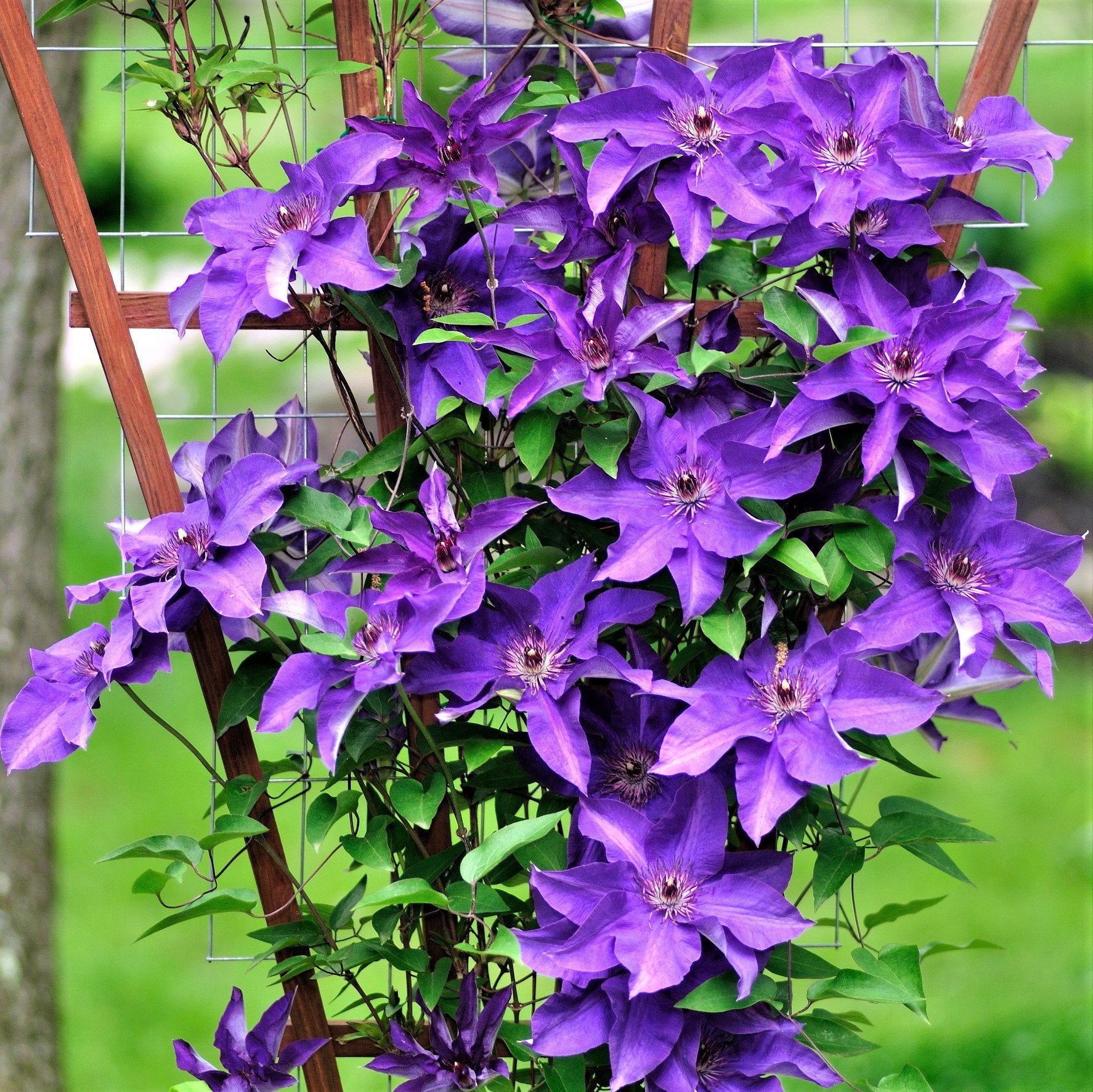 Clematis Flower Seeds For Planting - Climbing Beauty