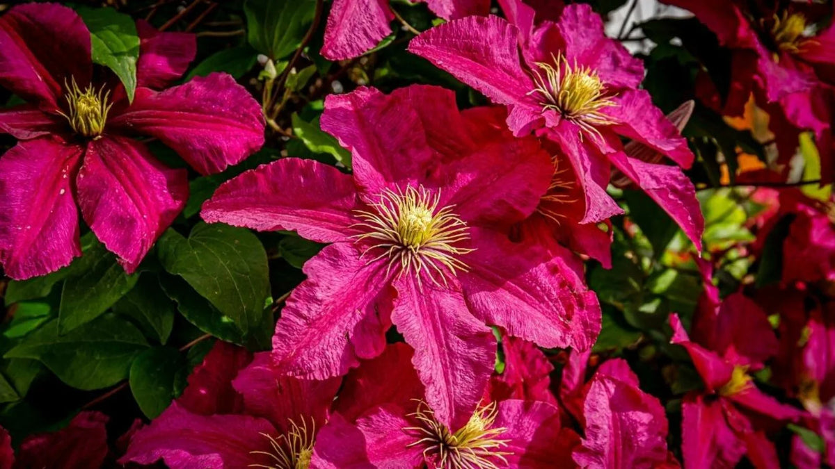 Dark Pink Clematis Flower Seeds Flower seeds for Planting Shade Tolerant Heirloom & GMO Free Seeds for Home Garden 
 
 Sale for planting in home garden
