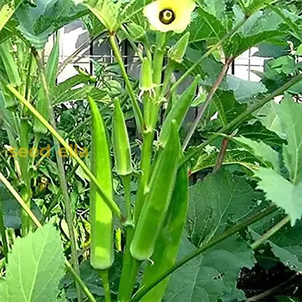 Clemson Okra Seeds For Planting  Premium Quality Vegetable Seeds