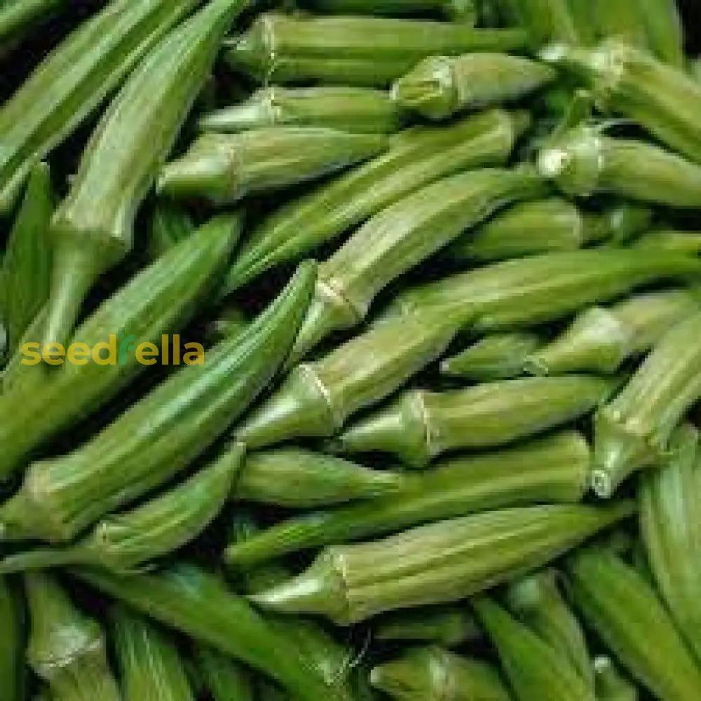 Clemson Okra Seeds For Planting  Premium Quality Vegetable Seeds