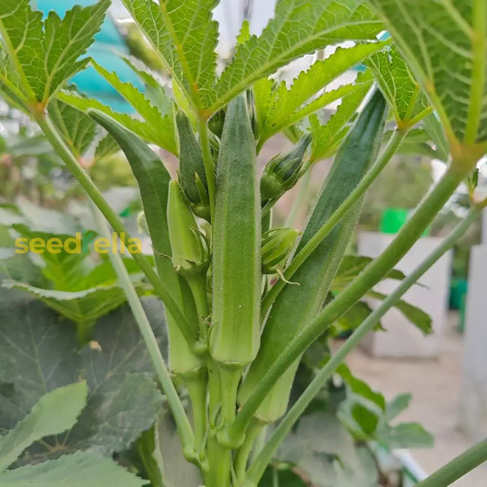 Clemson Spineless okra seeds planting