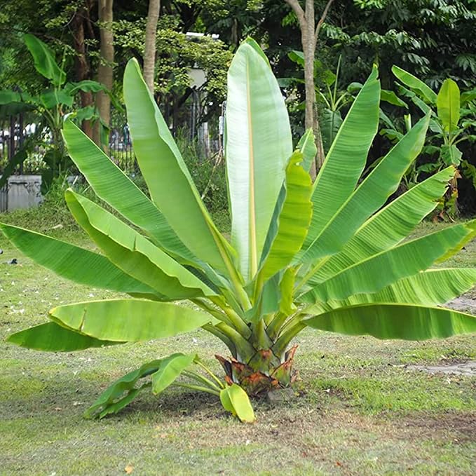 Cliff Banana ornamental plant with large tropical leaves
