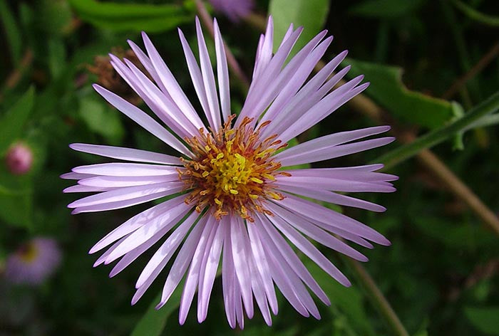 Climbing Aster Flower Seeds for Planting