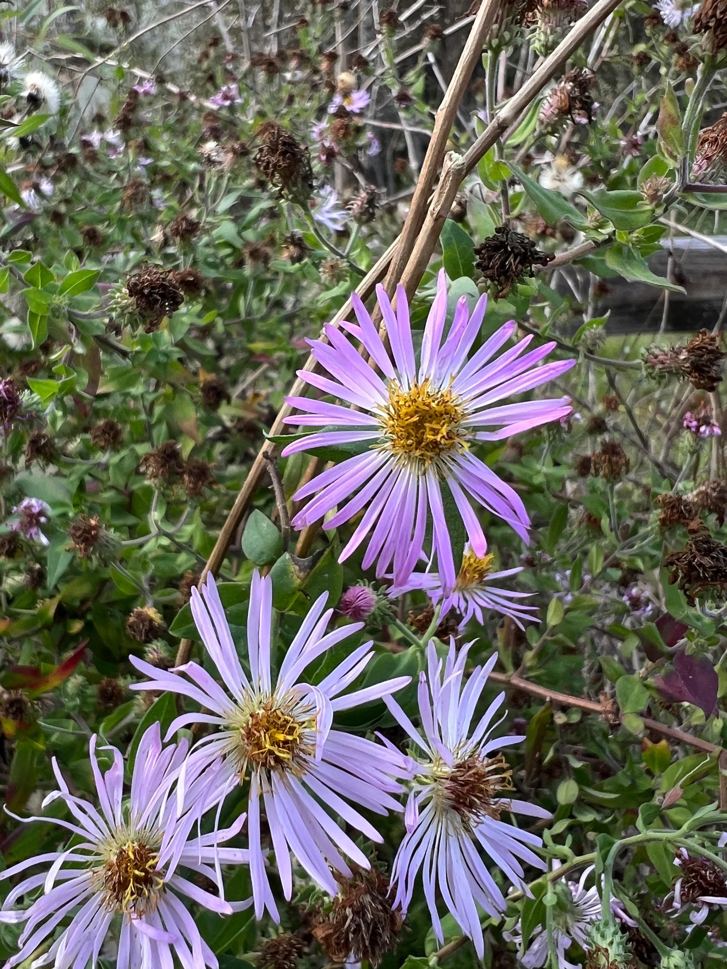 Climbing Aster flowers growing on garden trellis