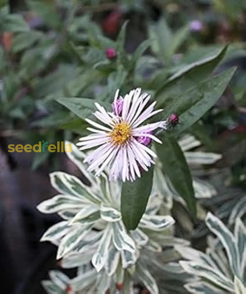 Climbing Aster Seeds For Planting Flower