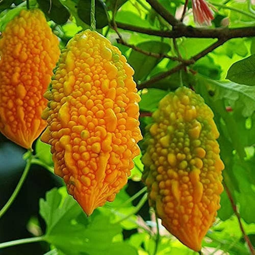 Climbing yellow bittergourd seeds for garden growing