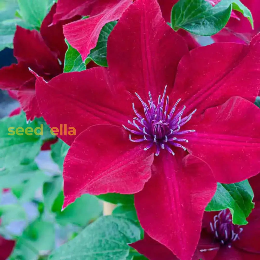 Red Purple Clematis Flower Seeds For Planting