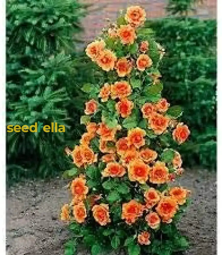 Climbing Geranium Flower Seeds - Vibrant Orange For Planting | Enhance Your Garden With Beautiful