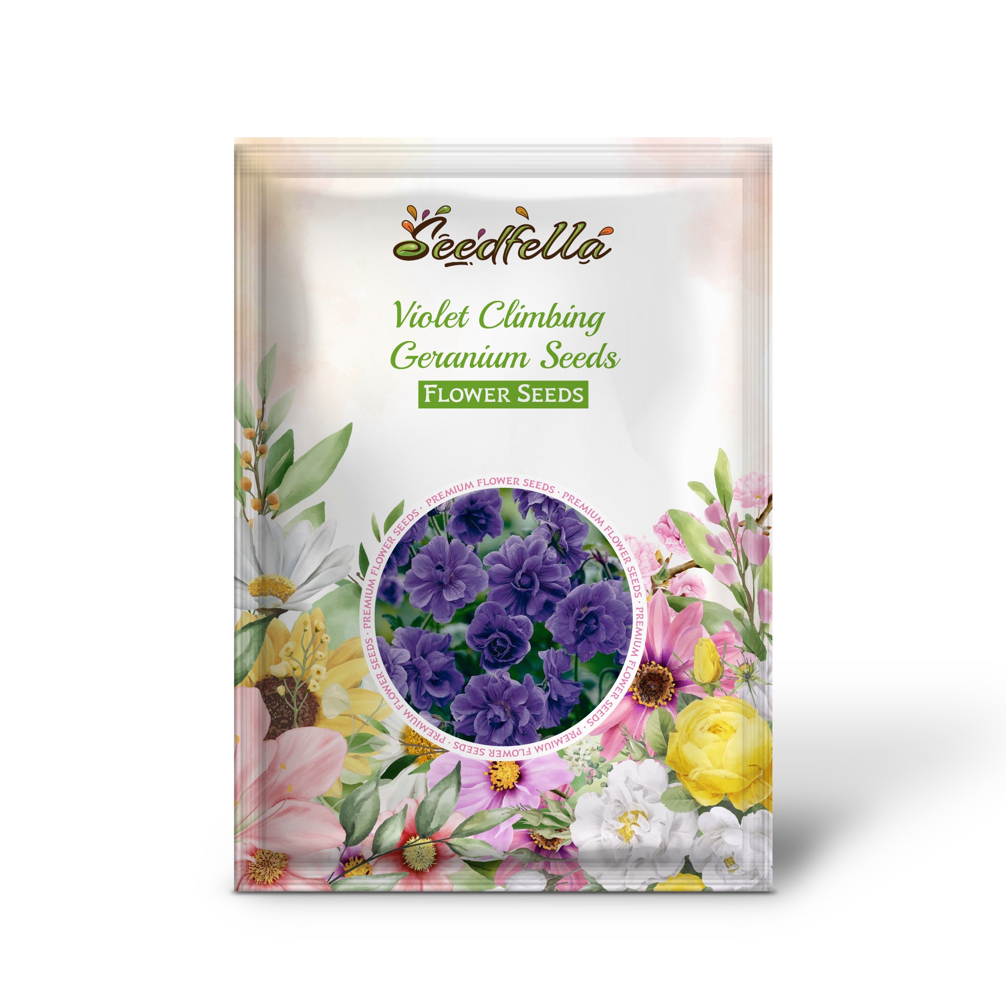 Violet climbing geranium seeds germinating seedlings