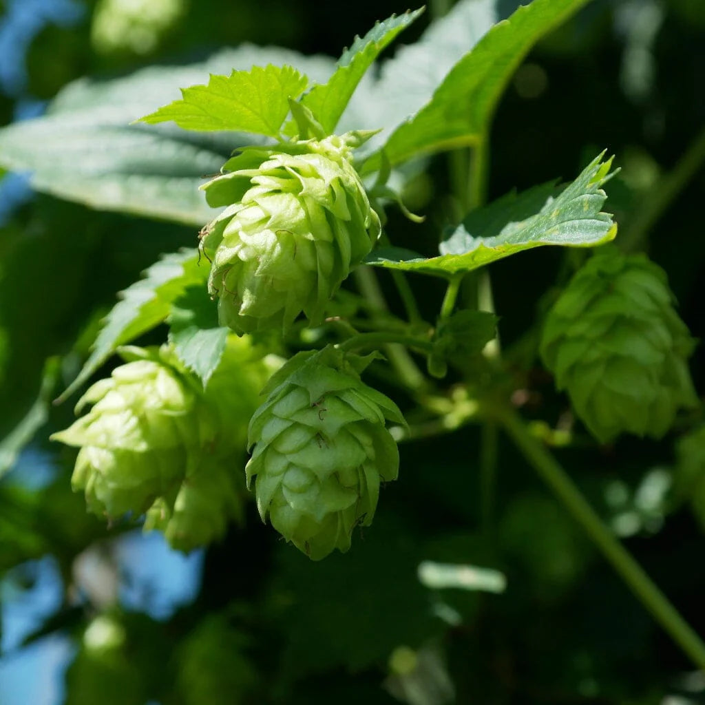 Climbing Humulus Lupulus Seeds