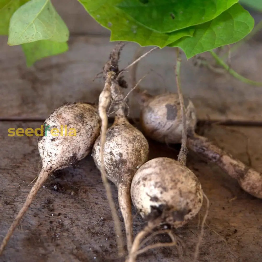 Climbing Jicama vine garden seeds
