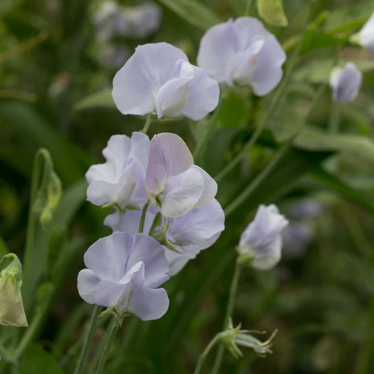 Light Blue Sweet Pea Flowers on Trellis