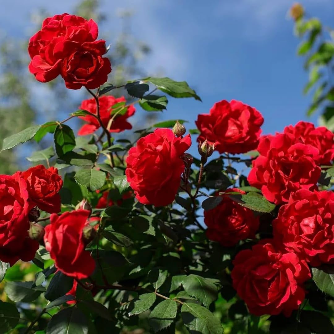 Vibrant Red Climbing Rose Seeds for Garden Planting