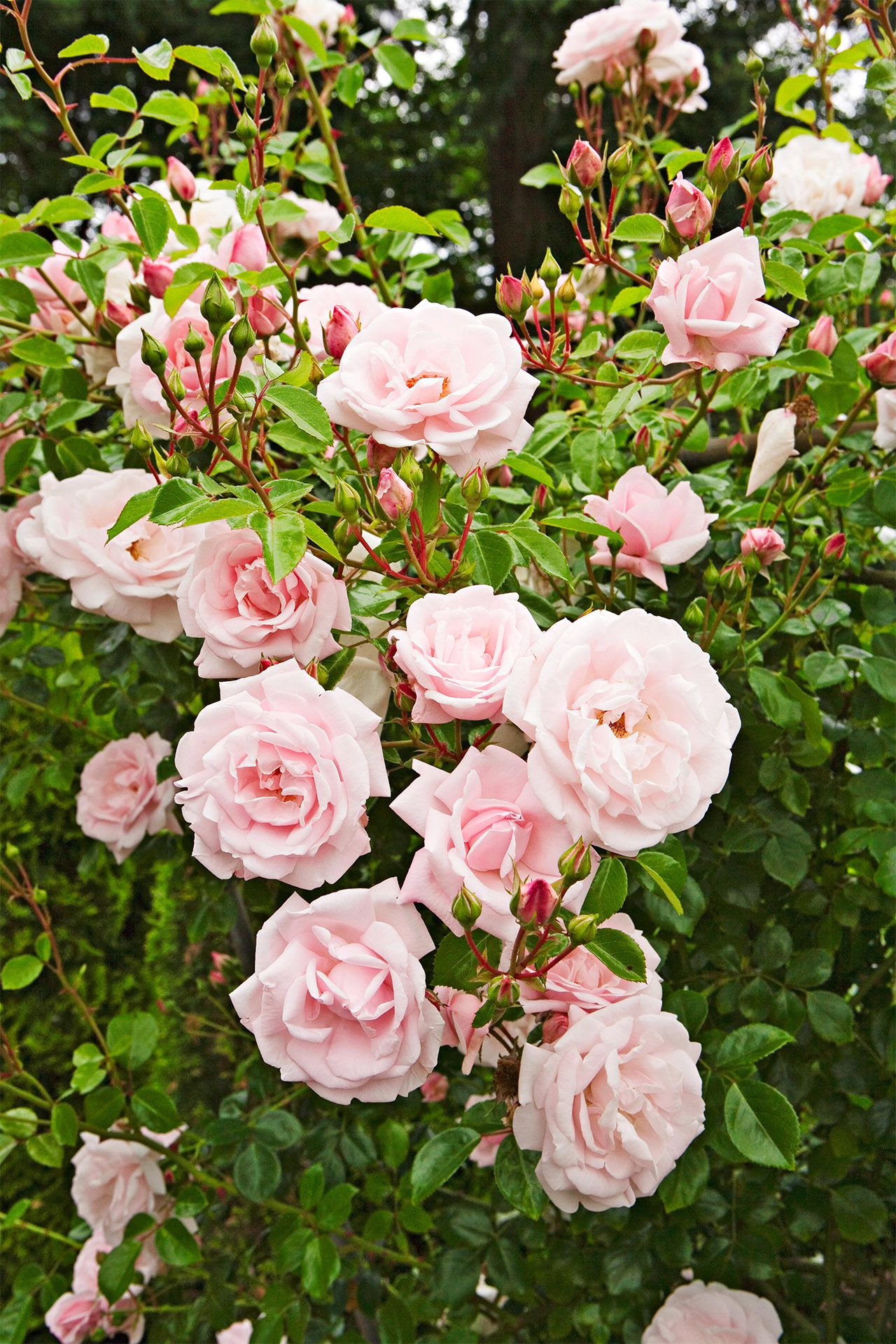 Light Pink Climbing Roses Growing on Garden Arbor