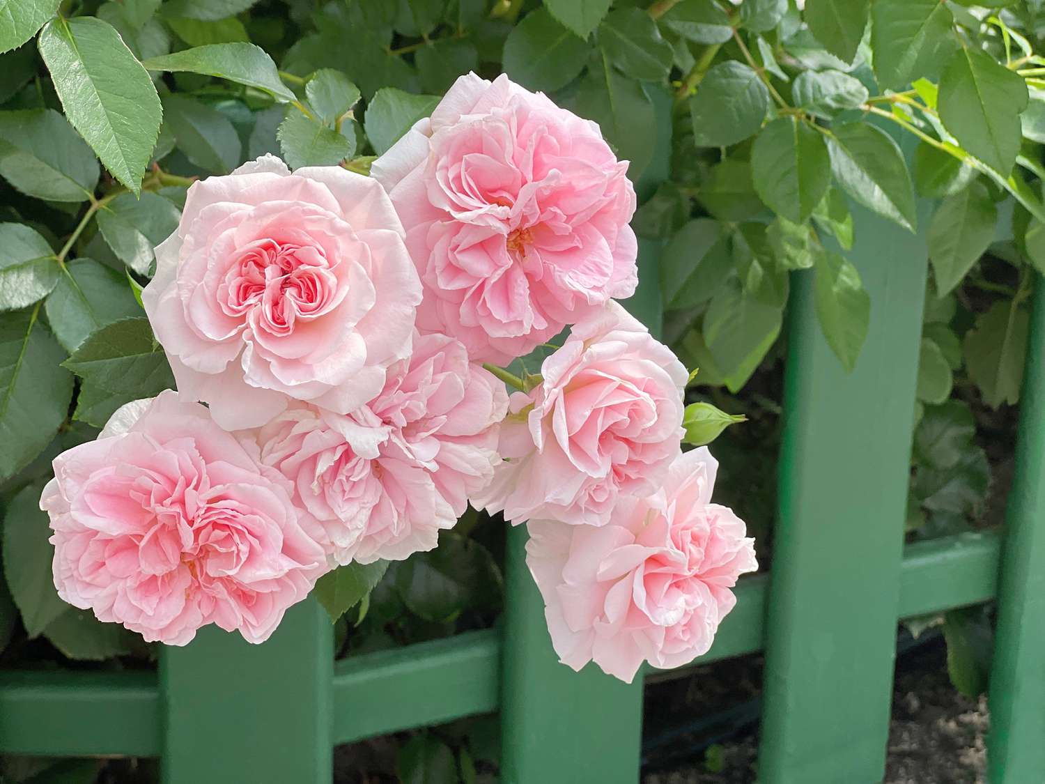 Climbing Pink Roses on Garden Arch