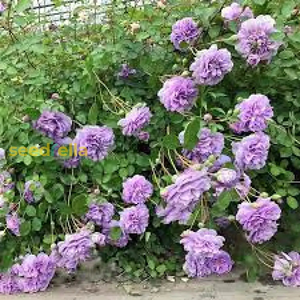 Climbing Rose Seeds Collection For Planting Flower