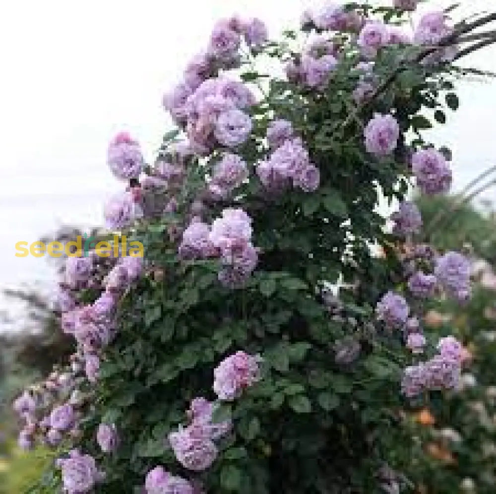 Climbing Rose Seeds Collection For Planting Flower