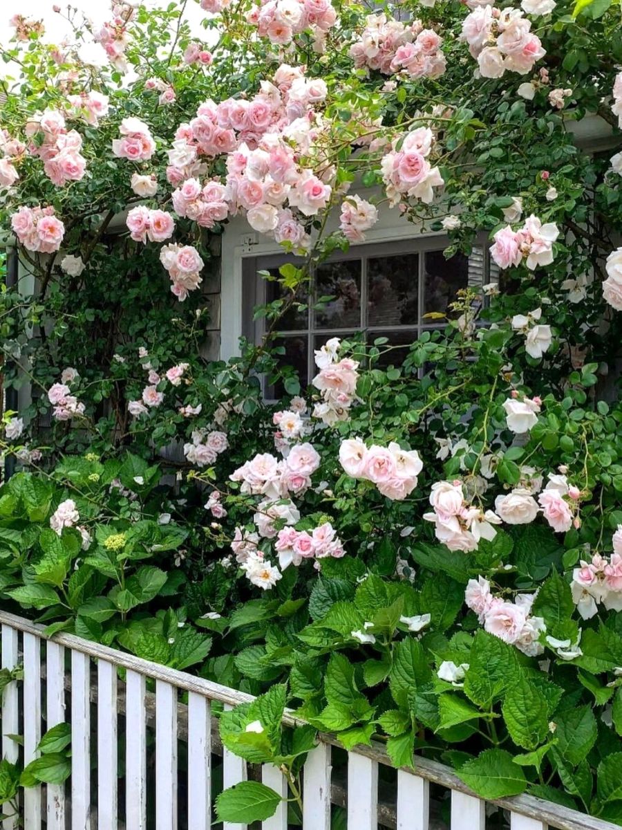 Buy Climbing Rose Seeds online for vertical gardens