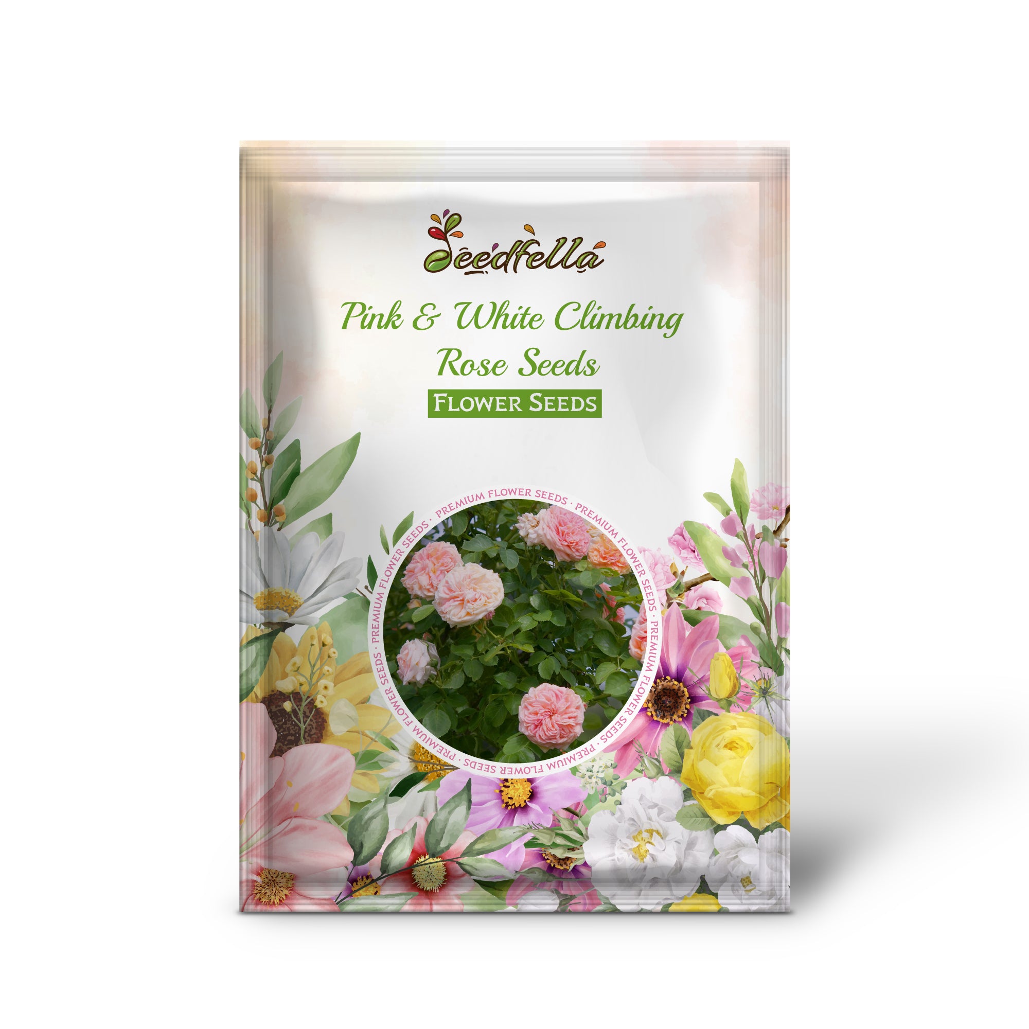 Climbing Rose Seeds with pink and white blooms