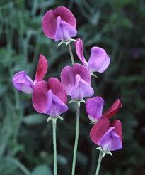 Cream Sweet Pea Plant Growing on Trellis